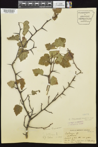 Crataegus pruinosa image