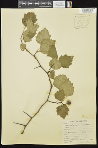 Crataegus pruinosa image