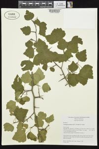 Crataegus pruinosa image