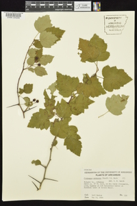 Crataegus pruinosa image