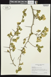 Crataegus pruinosa image