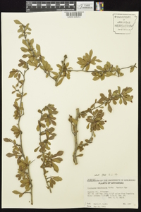 Crataegus spathulata image