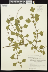 Crataegus spathulata image