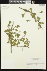 Crataegus spathulata image