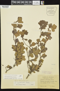 Crataegus spathulata image