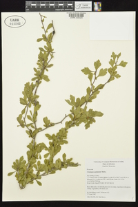 Crataegus spathulata image