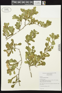 Crataegus spathulata image