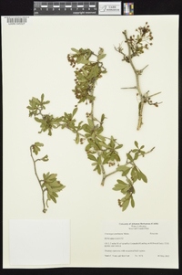 Crataegus spathulata image