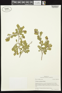 Crataegus spathulata image