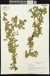 Crataegus spathulata image