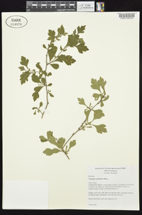 Crataegus spathulata image