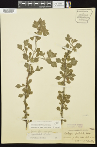 Crataegus spathulata image