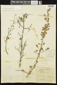 Crataegus spathulata image