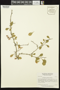 Crataegus spathulata image