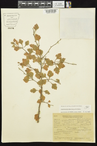 Crataegus spathulata image