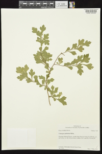 Crataegus spathulata image