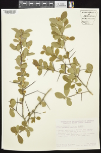 Crataegus uniflora image