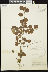Crataegus uniflora image