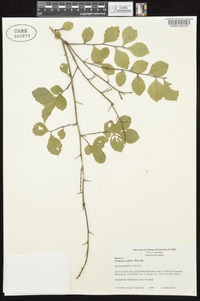 Crataegus uniflora image