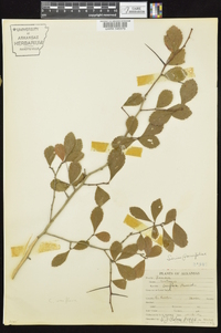 Crataegus uniflora image