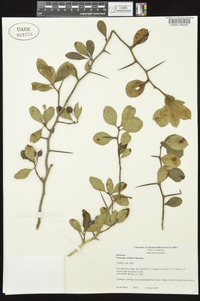 Crataegus uniflora image