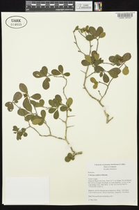 Crataegus uniflora image