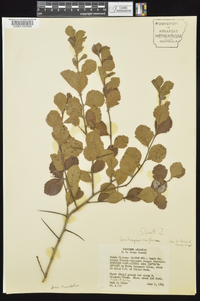 Crataegus uniflora image