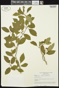 Crataegus viridis image