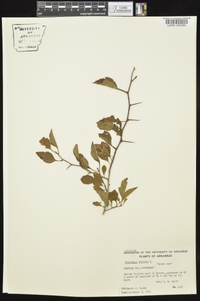 Crataegus viridis image