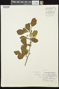 Crataegus viridis image