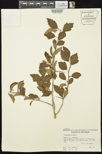 Crataegus viridis image