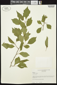 Crataegus viridis image