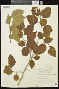 Crataegus viridis image