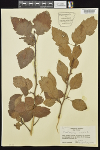 Crataegus viridis image