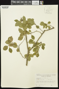 Crataegus viridis image