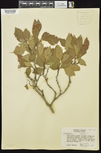 Crataegus viridis image