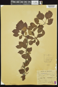 Crataegus viridis image