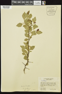 Crataegus viridis image