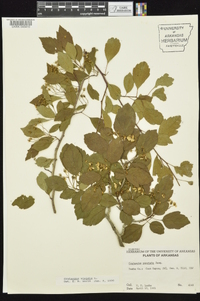 Crataegus viridis image