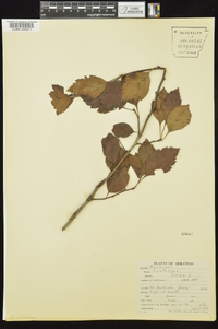 Crataegus viridis image