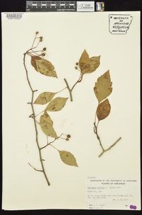Crataegus viridis image