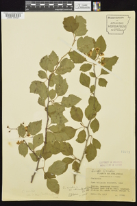 Crataegus viridis image