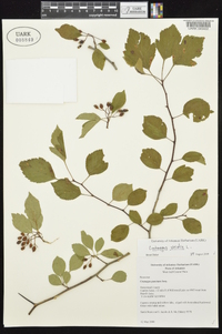 Crataegus viridis image