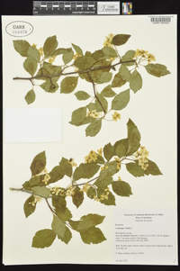 Crataegus viridis image