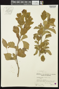 Crataegus viridis image