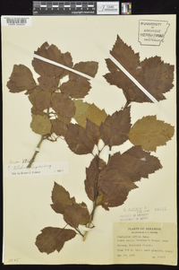 Crataegus viridis image