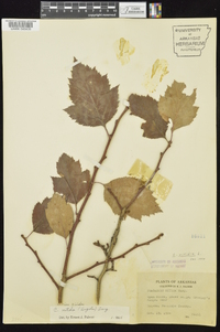 Crataegus viridis image