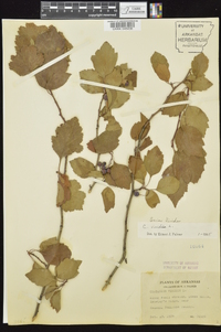 Crataegus viridis image