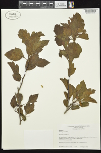 Crataegus viridis image
