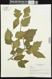 Crataegus viridis image